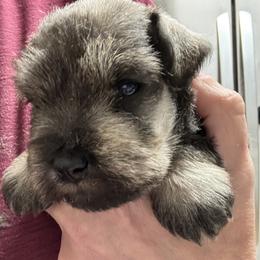 Boy 1 - Salt and pepper male Miniature Schnauzer puppy in Mountain Home, Idaho from Kissack Kennels