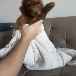 Goldendoodle and Poodle Puppies from Poodle lovers