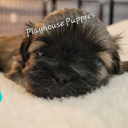 Miniature Schnauzers and Shih Tzus from Playhouse Puppies