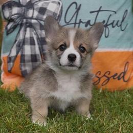 Chip (previously Waylon) - Sable male Pembroke Welsh Corgi puppy in Battle Ground, Washington from Westbrooke Kennels