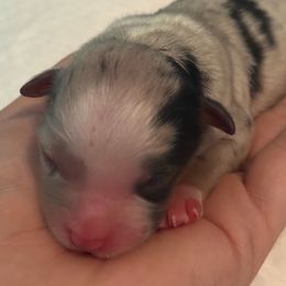Aerosmith - Blue merle male Miniature American Shepherd puppy in Milton, Florida from Calyx Miniature American Shepherds