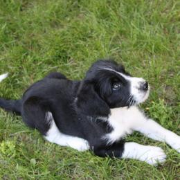 Samuel Adams - Black and white male Assorted Doodle Crosses puppy in Bagley, Minnesota from Soni Morgan