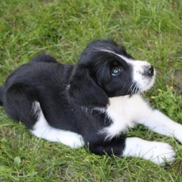 Samuel Adams - Black and white male Assorted Doodle Crosses puppy in Bagley, Minnesota from Soni Morgan