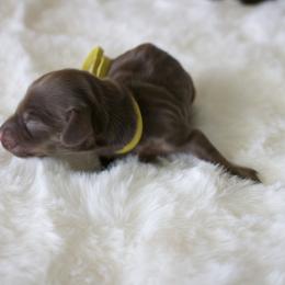 Magnolia - Chocolate and cream female Dachshund puppy in Morrow, Ohio from Courtney’s Colorful Doxies