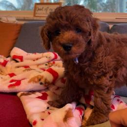 Bay - Red  male Poodle puppy in Jensen Beach, Florida from Pineapple Poodles