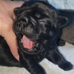 Boy 1 - Black male Pug puppy in Gadsden, Alabama from Carla's Pugs