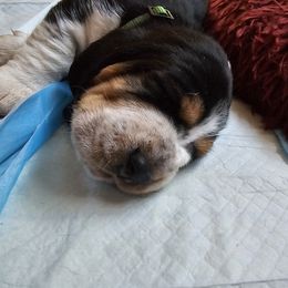 Basset Hound Puppies from Marvel-ous baby basset hounds