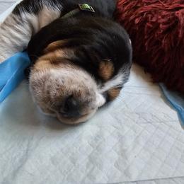 Basset Hound Puppies from Marvel-ous baby basset hounds