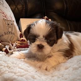 Shih Tzu Puppies from Wood Foo Breeders
