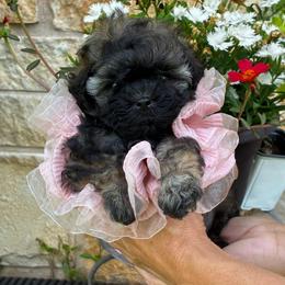 Truffle - Black gold and white female Shihpoo puppy in Millsap, Texas from Gaston’s Posh Poodles and Doodles