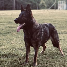 Anni - German Shepherd