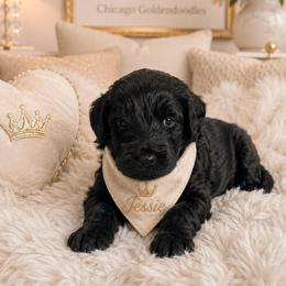 Jessie - Black male Goldendoodle puppy in Aurora, Illinois from Chicago Goldendoodles