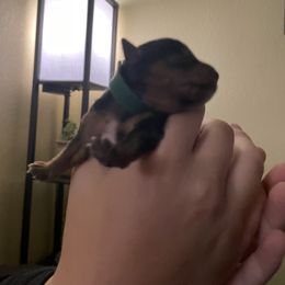 Yorkshire Terrier Puppies from Buddha Babies Yorkshire Terriers