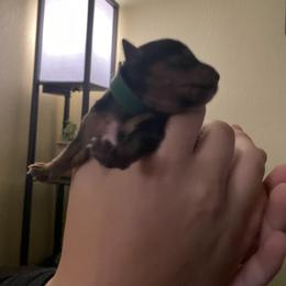 Yorkshire Terrier Puppies from Buddha Babies Yorkshire Terriers