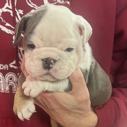 Falco - Chocolate tri-color male Bulldog puppy in Clarinda, Iowa from Stimson Bulldogs