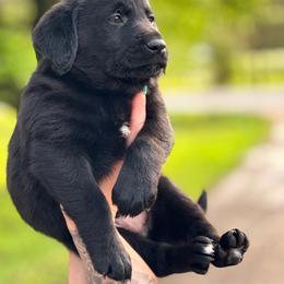 Boy 3 - male Companion Cross puppy in Montrose, Michigan from Spraggins Sweet Acres