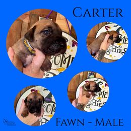 Carter - Fawn male Great Dane puppy in Longview, Texas from Noctua Kennels