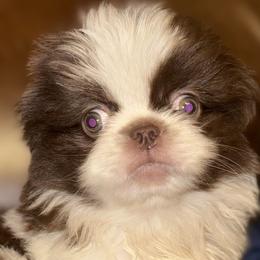 Pekingese, Poodles, and Shih Tzus from Happy puppies