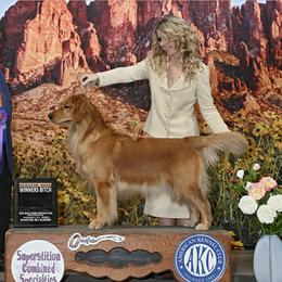 Hazel - Golden Retriever