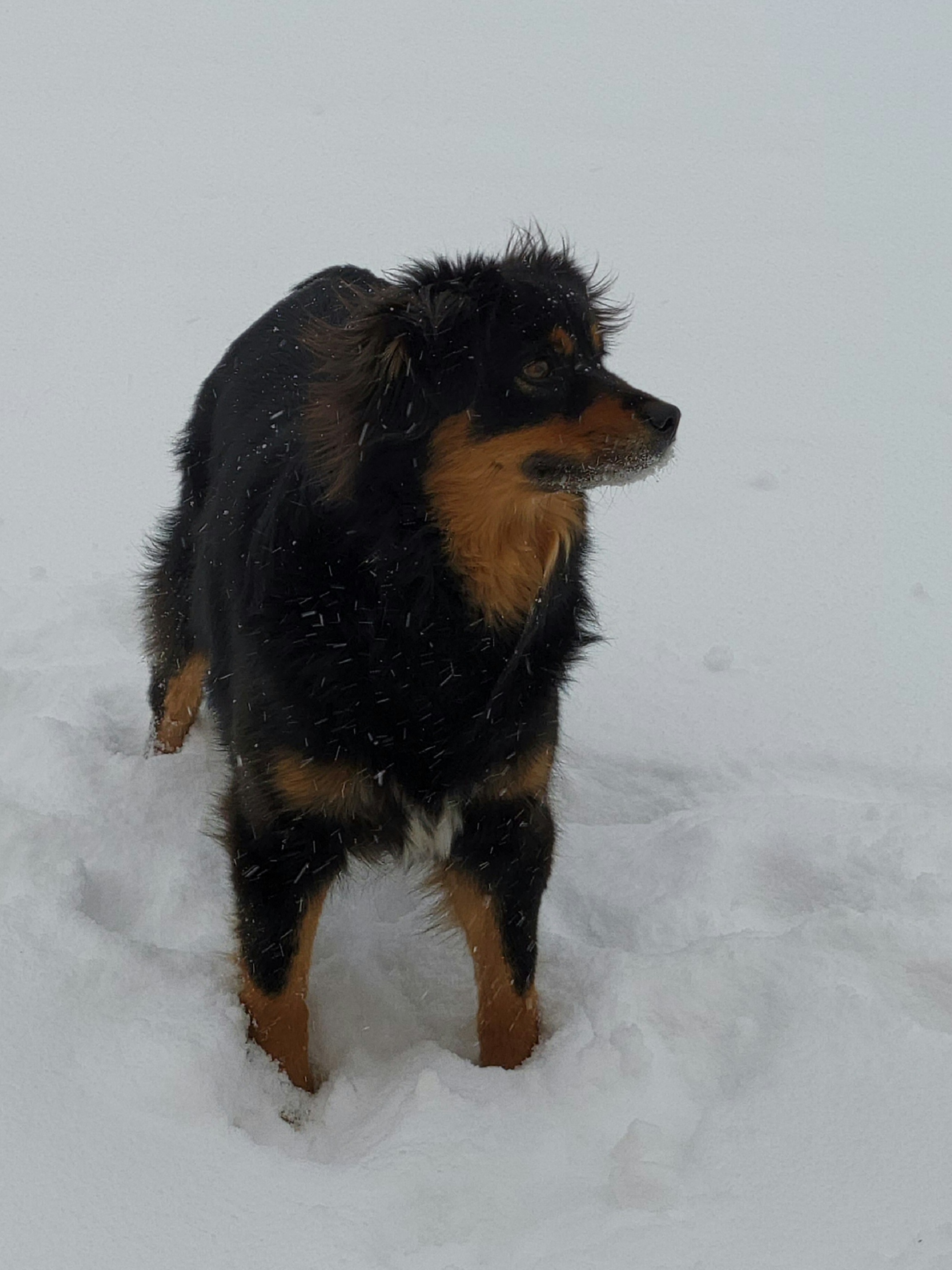 Beauty - Miniature American Shepherd