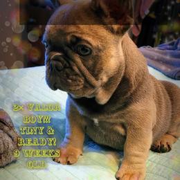 French Bulldog Puppies from 4 Leaf Frenchies