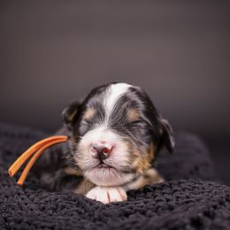 Captain Jack Sparrow - Tri-color male Bernedoodle puppy in Lehi, Utah from Heart J Bernedoodles