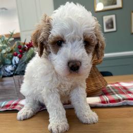 Parti coat male - Parti male Goldendoodle puppy in Ridgewood, New Jersey from Jessie’s Doodles