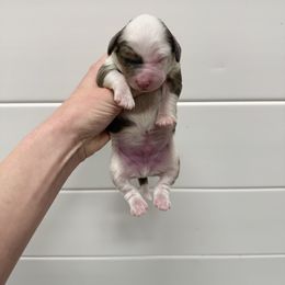 Fuller - Blue merle male Aussiedoodle puppy in Heber City, Utah from Junipersdoodles