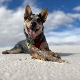 Australian Cattle Dog All Grown Up from Australian Cattle Cuties