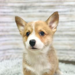 Johnny - Sable and white male American Corgi puppy in Adairsville, Georgia from Ingram's Corgis