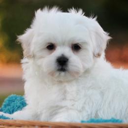Bichon Frises and Shih Tzus from Teddy Bears of Arizona