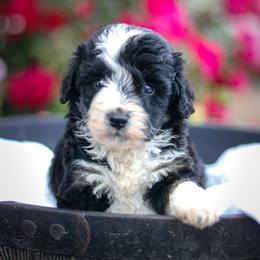 Bowie - Black and white male Aussiedoodle puppy in Crete, Nebraska from Doodles & Co