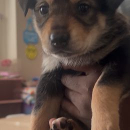Girl 3 - Black tan and white female Siberian Husky puppy in Rancho Cucamonga, California from Rice Breeders