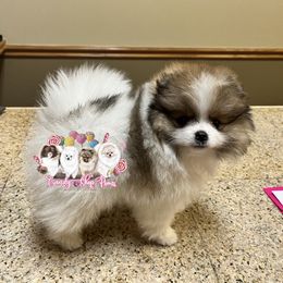 Pomeranian Puppies from Candy Shop Poms