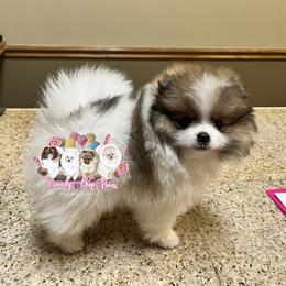 Pomeranian Puppies from Candy Shop Poms