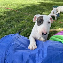 Moose - White and brindle Bull Terrier puppy in Nevada from Stonehouse Dogs