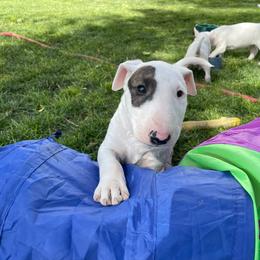 Moose - White and brindle Bull Terrier puppy in Nevada from Stonehouse Dogs