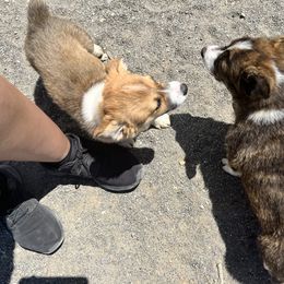 Pembroke Welsh Corgi Puppies from Osorio’s Corgis