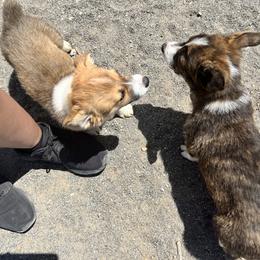 Pembroke Welsh Corgi Puppies from Osorio’s Corgis