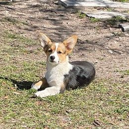 Lucy - Black and tan Pembroke Welsh Corgi puppy in Saint Johns, Florida from Colebrooke Farm