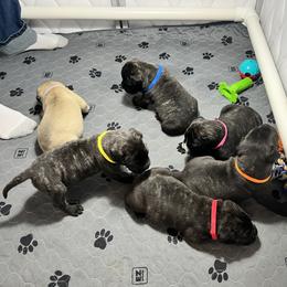 Bullmastiff Puppies from Fernandes’ Guardians Bullmastiff