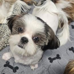 Oreo - Black and white male Shih Tzu puppy in Victorville, California from RUMBLE n TUMBLE