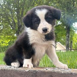 Zoey- she is brindle - Brindle female Border Collie puppy in Chattanooga, Tennessee from Ross Vegas Kennels