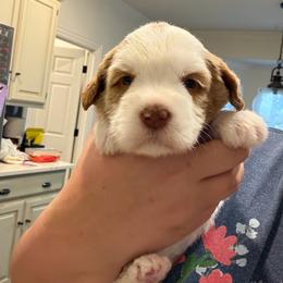 Sally - Caramel female Australian Labradoodle puppy in Denton, Texas from Liberty Hill Labradoodles