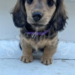 Dachshund Puppies from Swedoxies