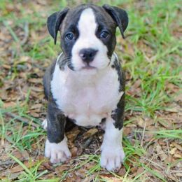 Marie - Black brindle female American Staffordshire Terrier puppy in St. Augustine, Florida from LBK & Ancient City