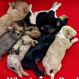 Bernedoodle puppies from Islands Wheatens and Poodles