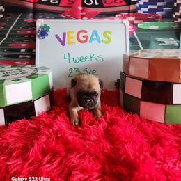 Vegas - Fawn female Pug puppy in Tucson, Arizona from Cactus Pugs & Hugs