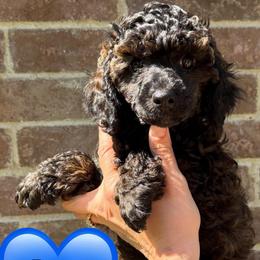 Dean - Sable male Poodle puppy in Bedford, Texas from S.H.A.R.P.’s Toy Poodles