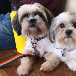 Mal-Shis, Maltese, and Shih Tzus from Big Island Shih Tzu Maltese